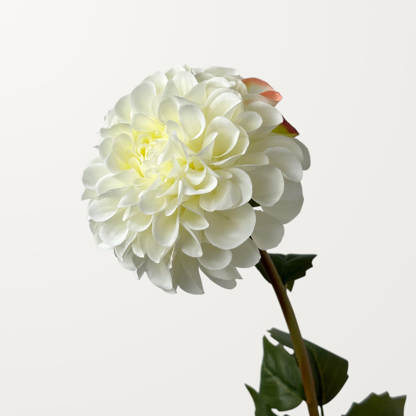 Dahlia – White