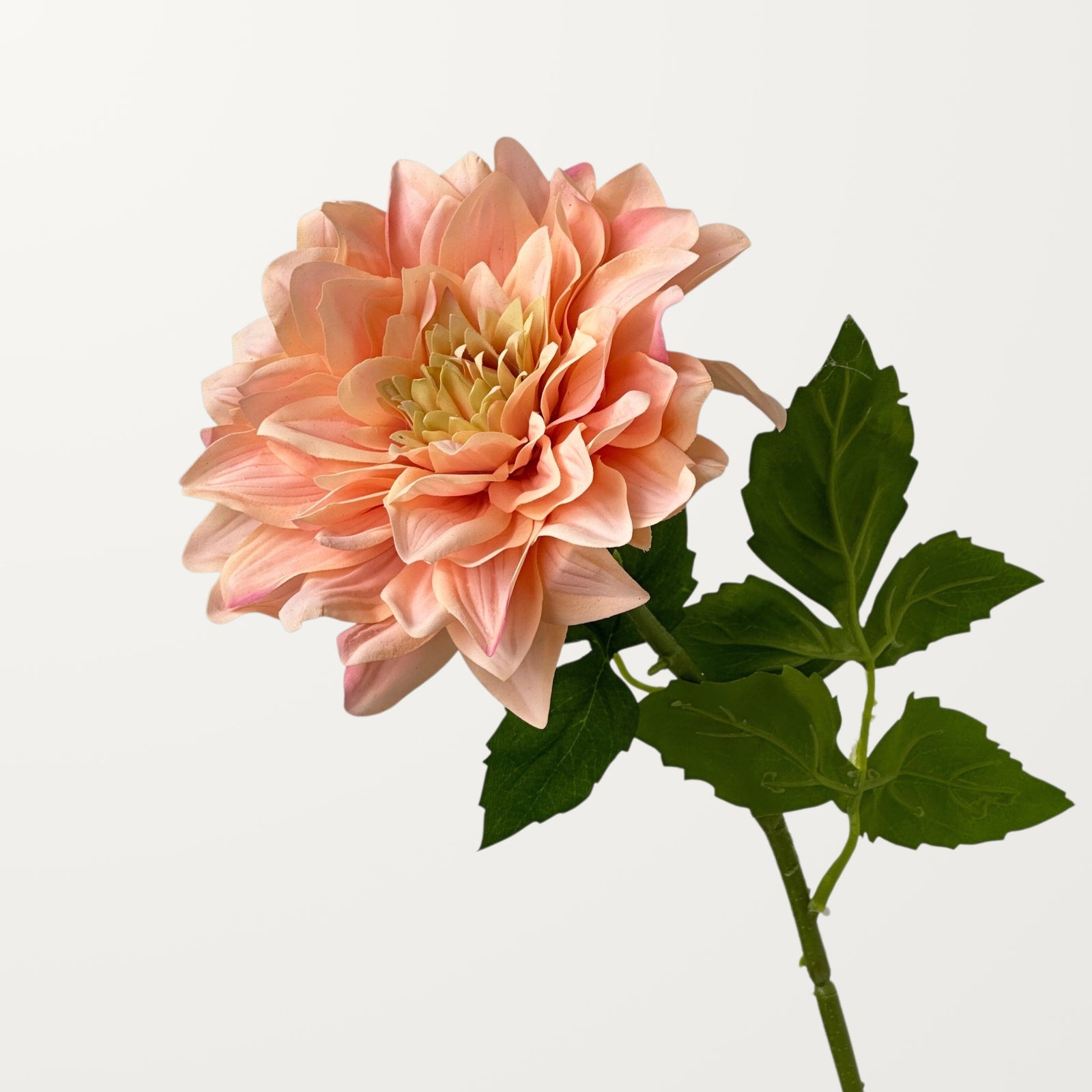Grand Dahlia – Apricot (Real Touch)