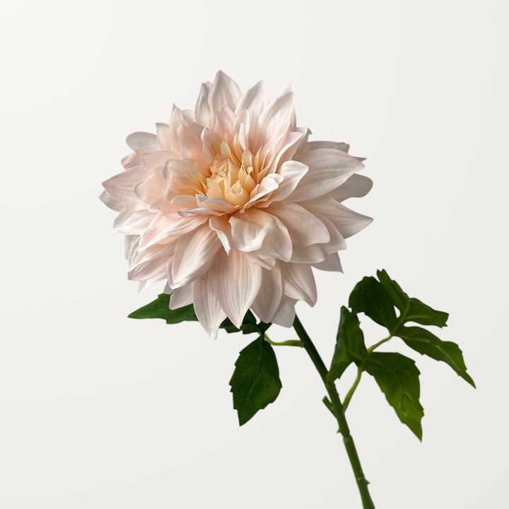 Grand Dahlia – Blush Pink (Real Touch)