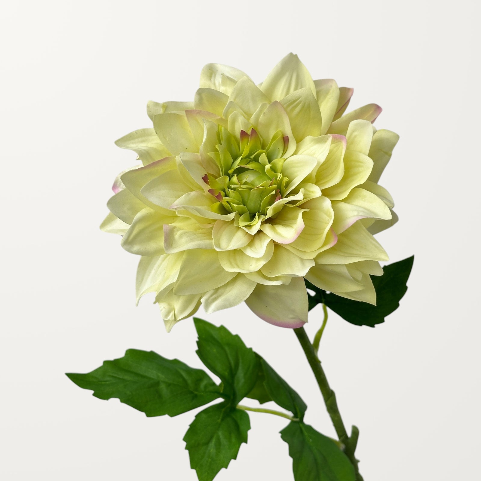 Grand Dahlia – Spring Green (Real Touch)