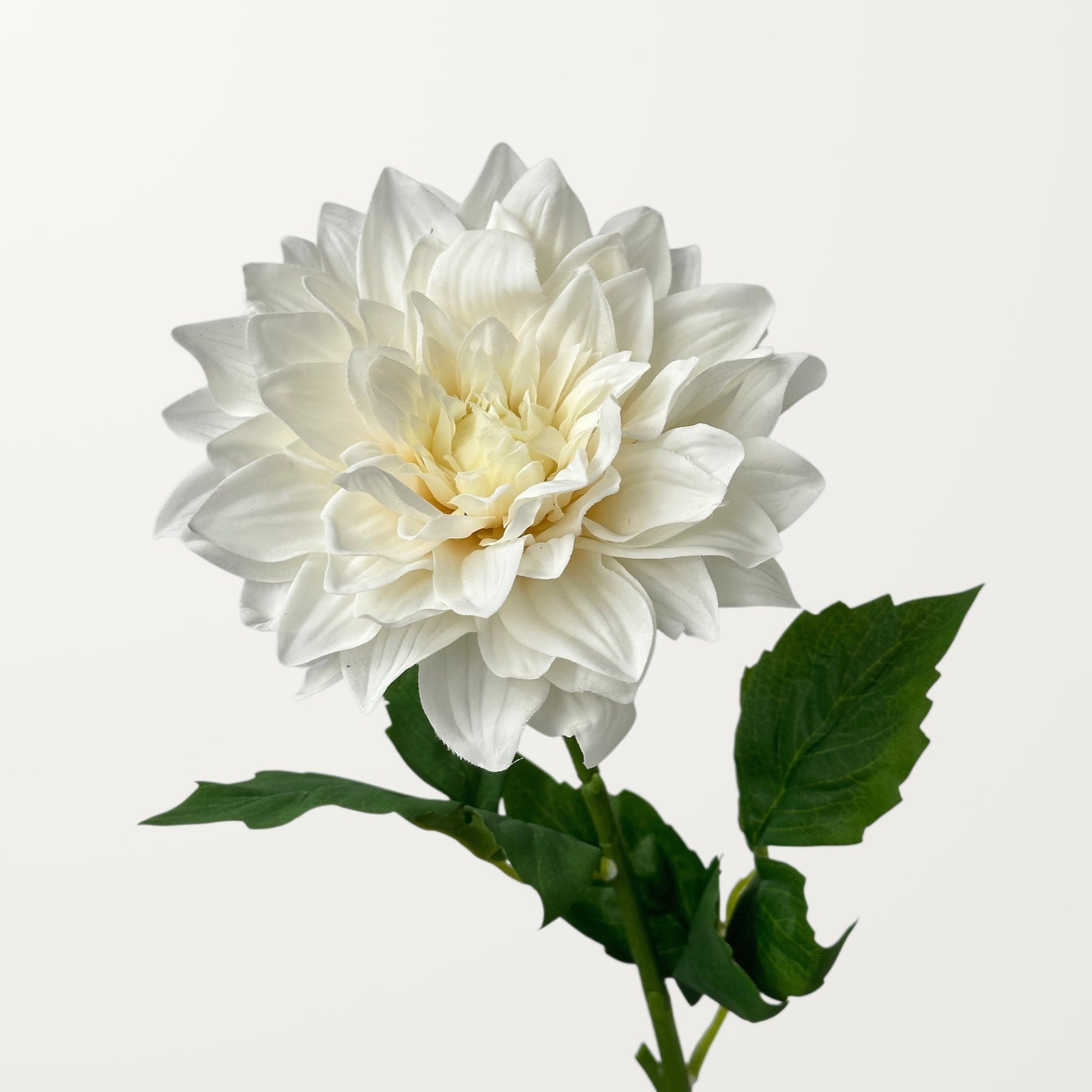 Grand Dahlia – White (Real Touch)