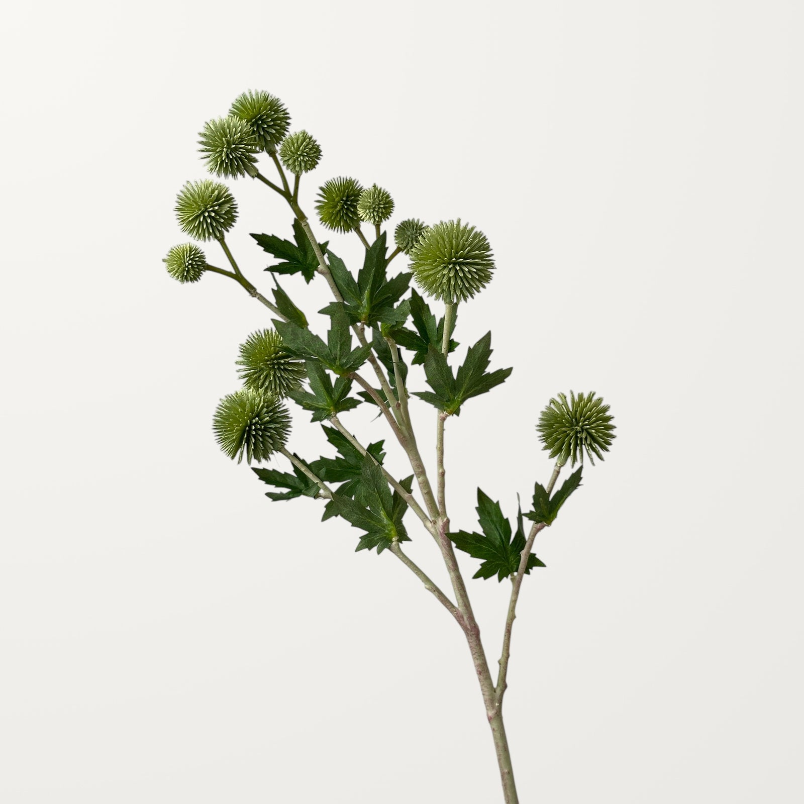 Echinops – Sage Green