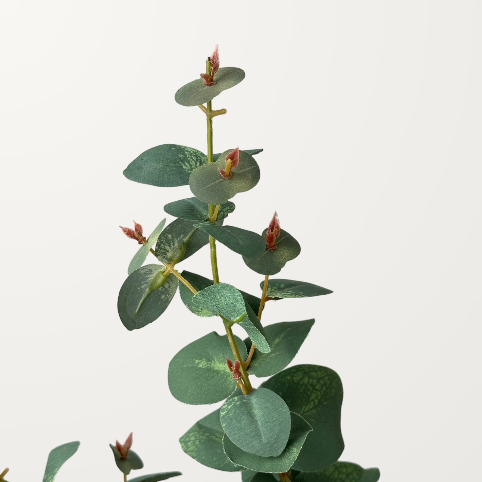Silver Dollar Eucalyptus – Mist Green - view 2