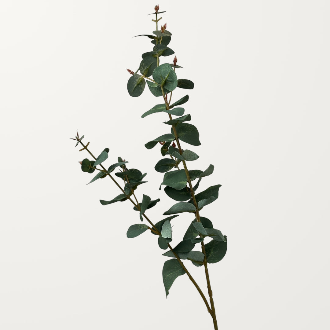 Silver Dollar Eucalyptus – Mist Green