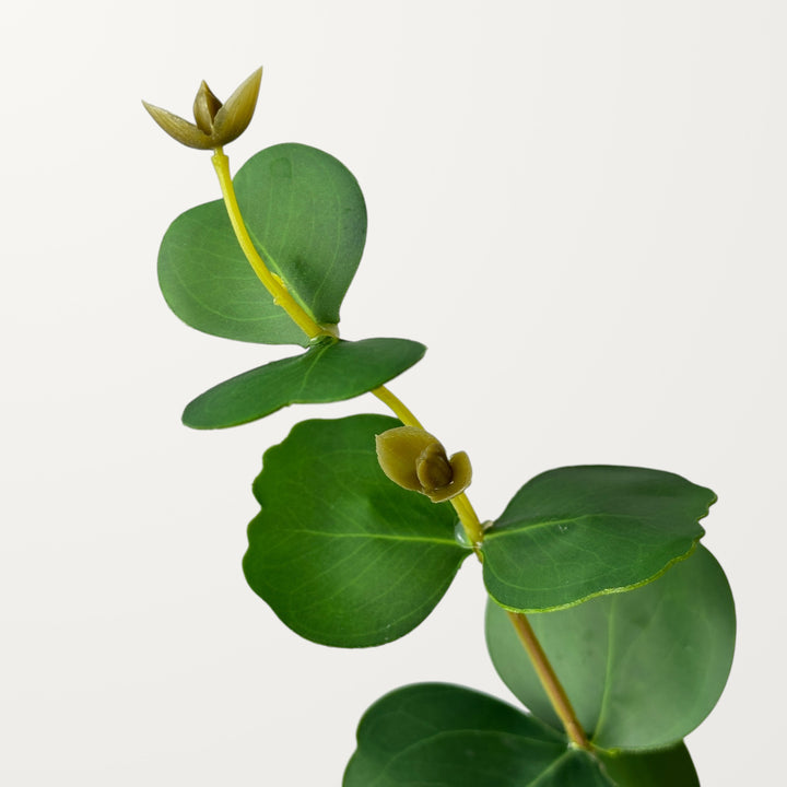 Forked Eucalyptus – Green - view 3