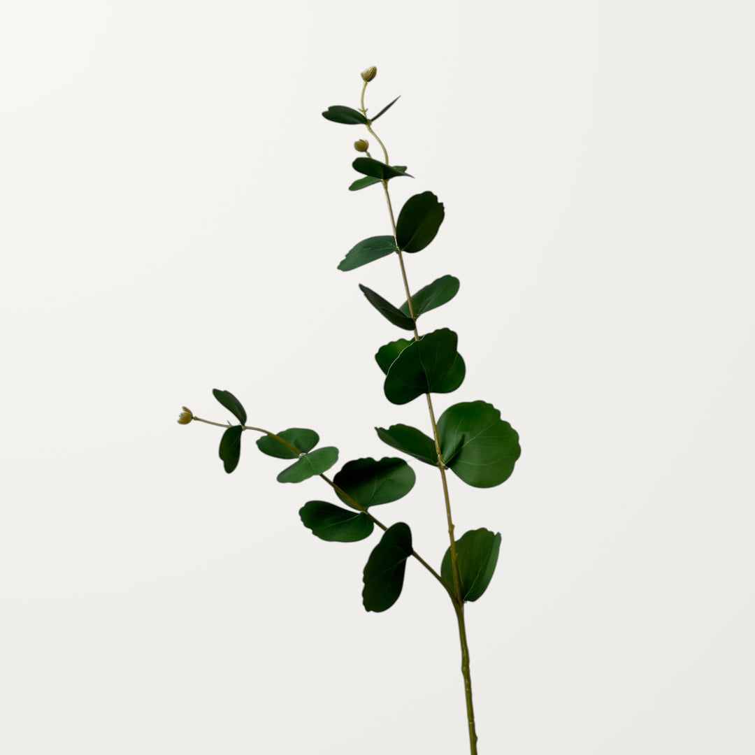 Forked Eucalyptus – Green
