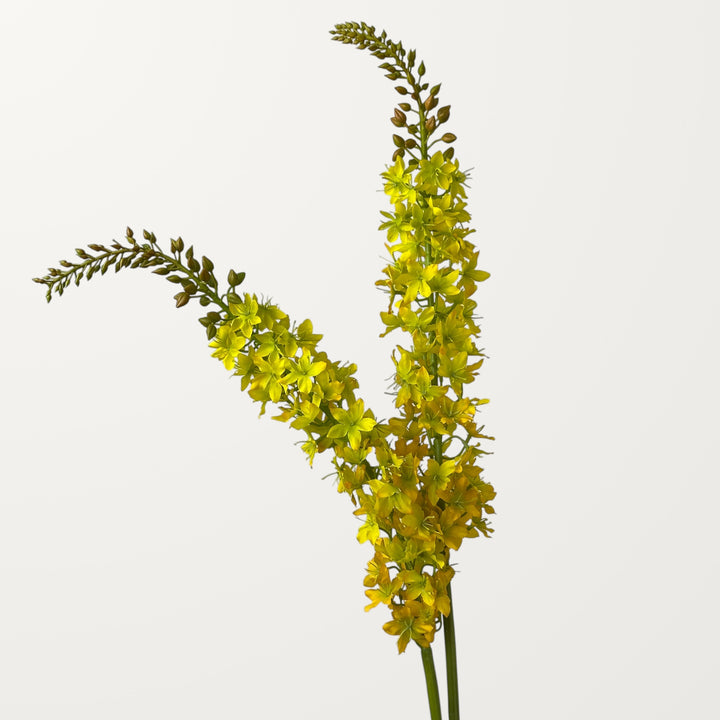 Foxtail Lily – Golden Yellow - view 2