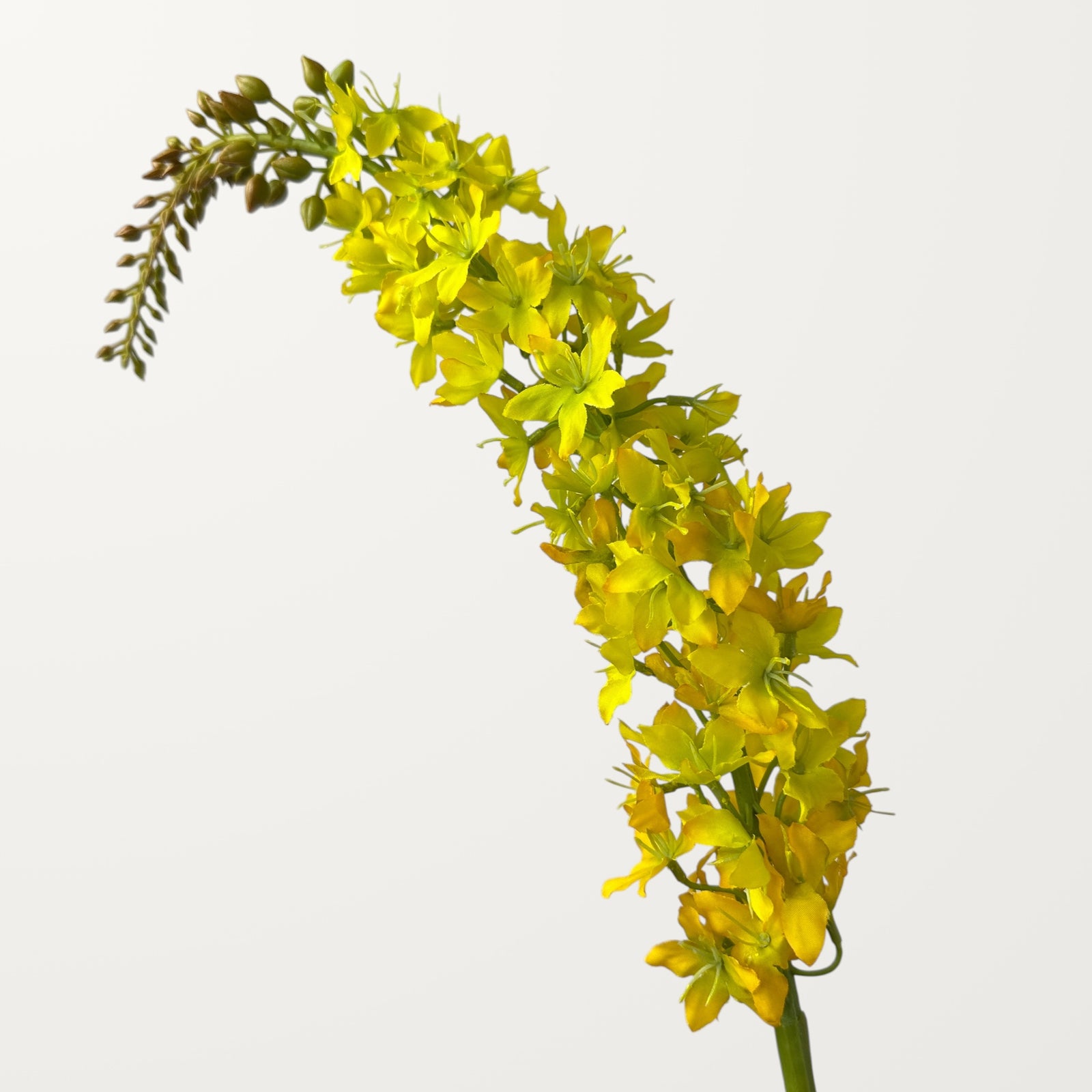 Foxtail Lily – Golden Yellow
