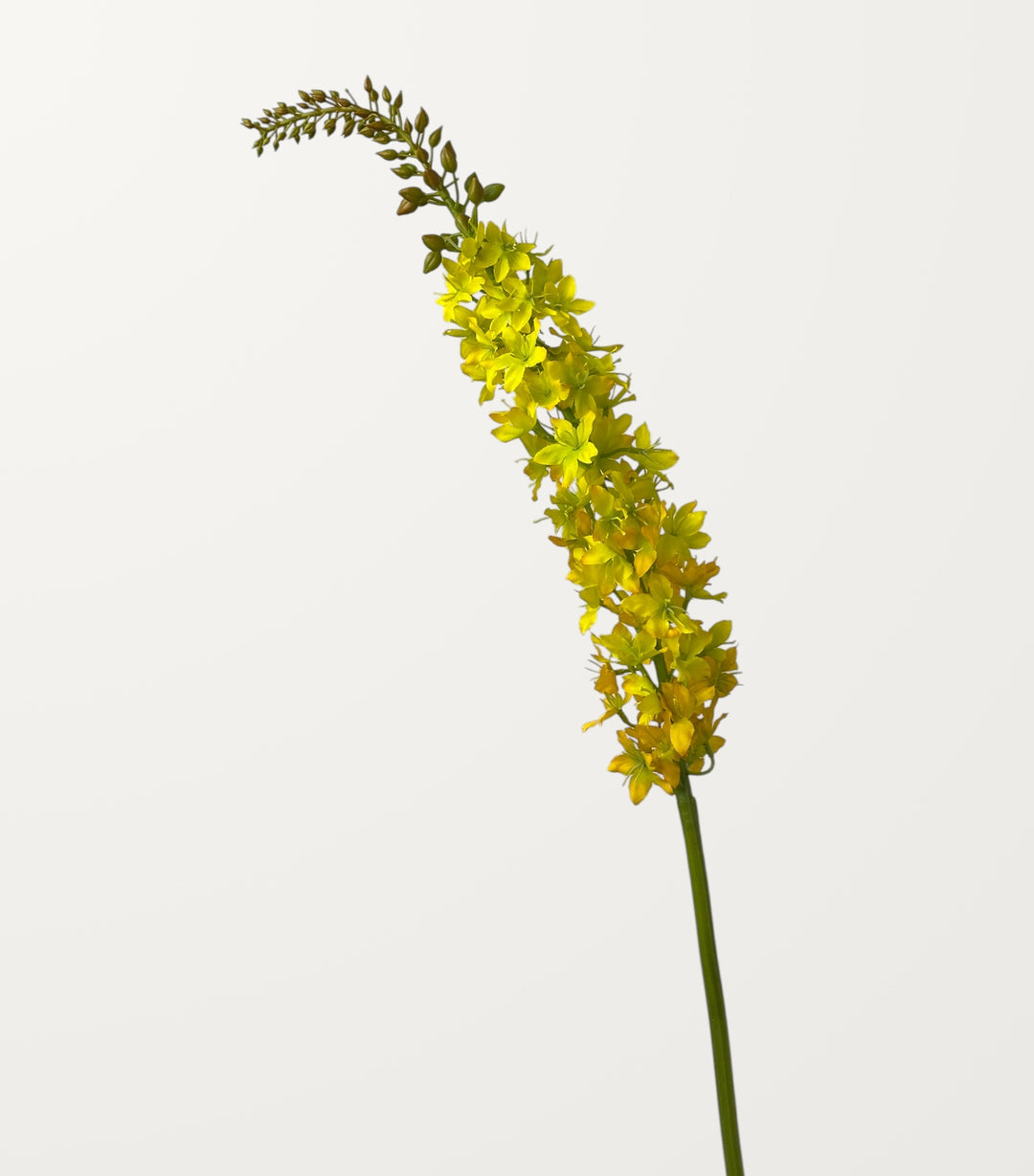 Foxtail Lily – Golden Yellow - view 3