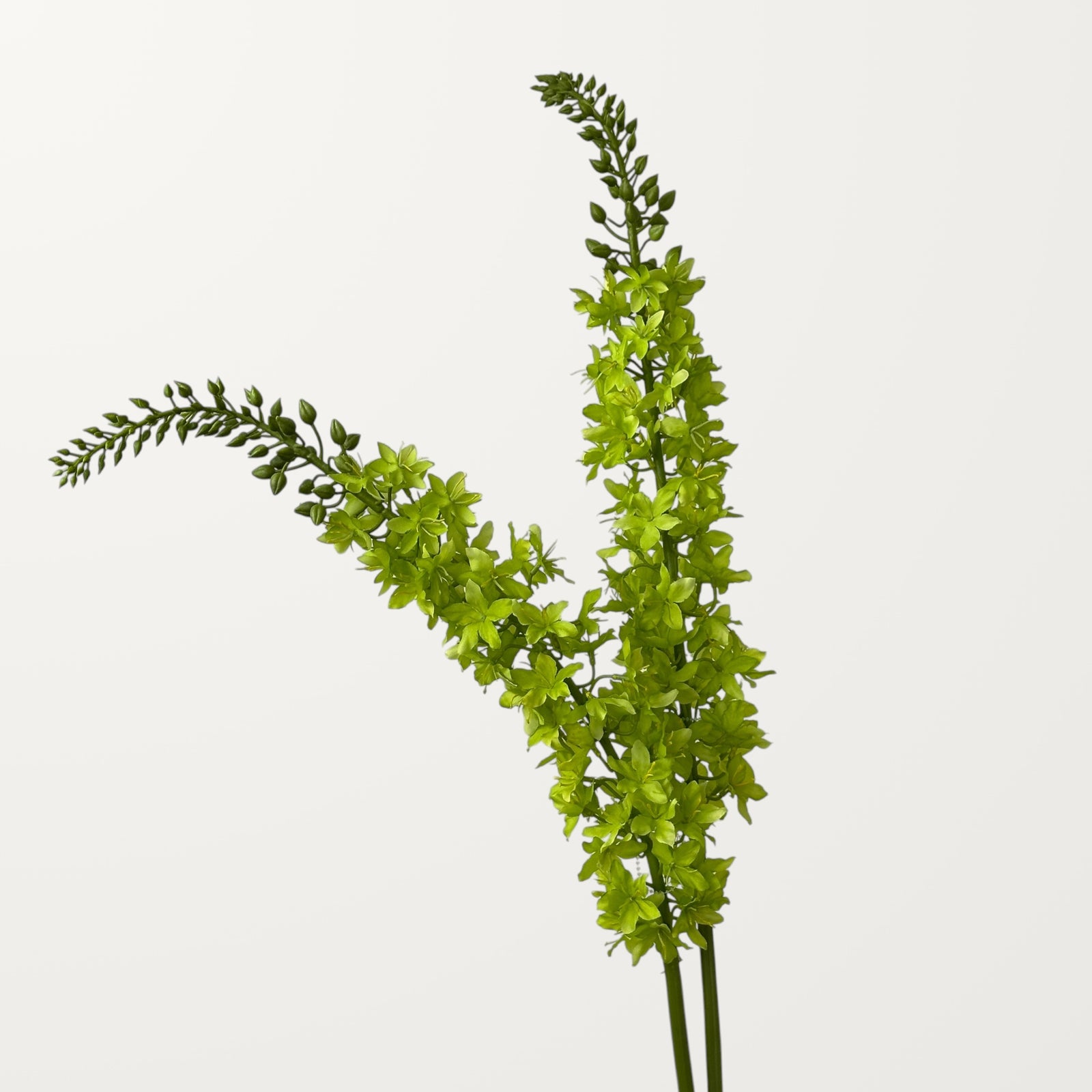 Foxtail Lily – Spring Green - view 2