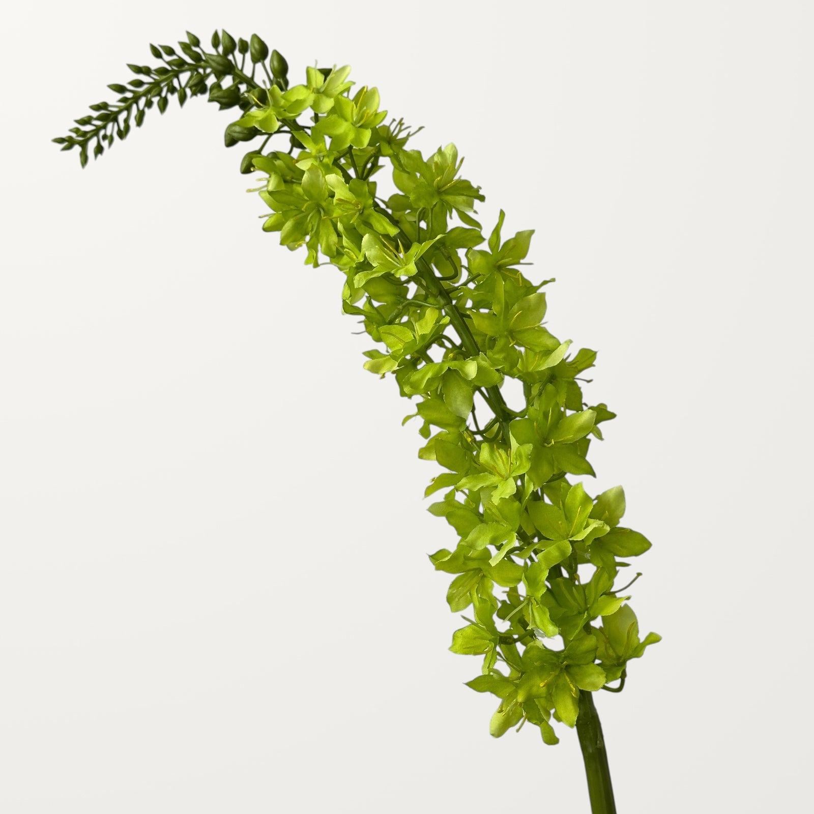 Foxtail Lily – Spring Green