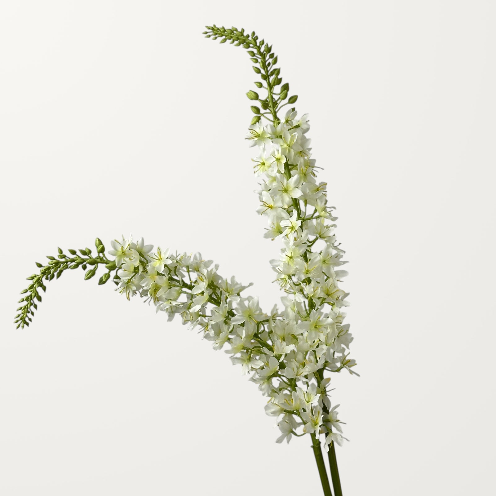 Foxtail Lily – White - view 2