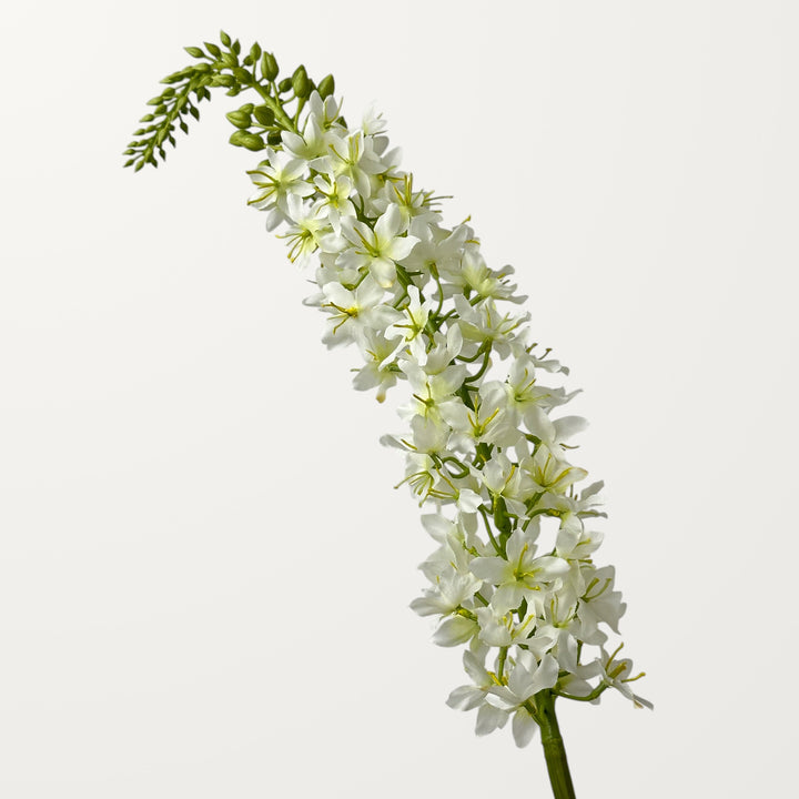Foxtail Lily – White