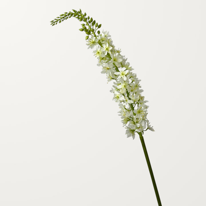 Foxtail Lily – White - view 3
