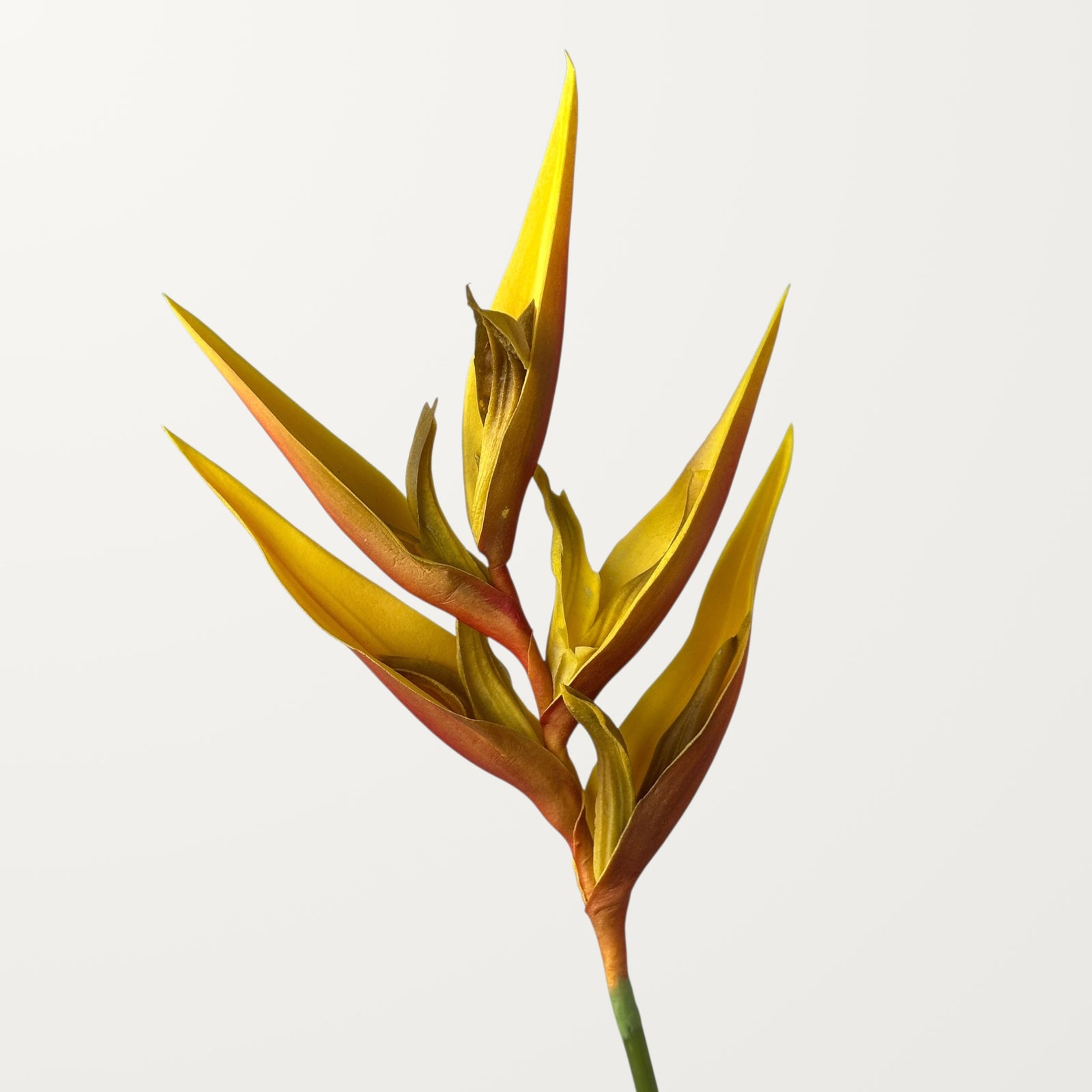 Heliconia – Orange (Real Touch)