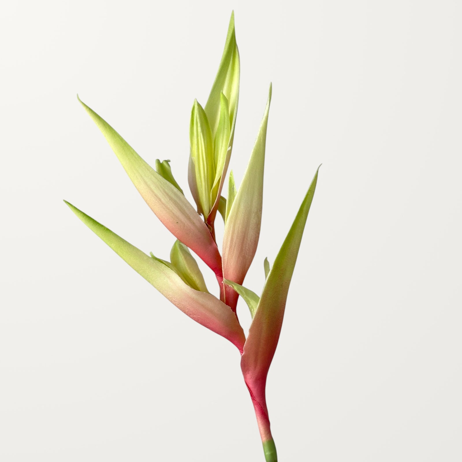 Heliconia – Soft Pink (Real Touch)