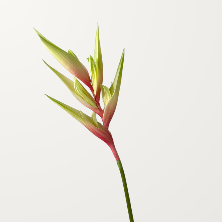 Heliconia – Soft Pink (Real Touch) - view 3