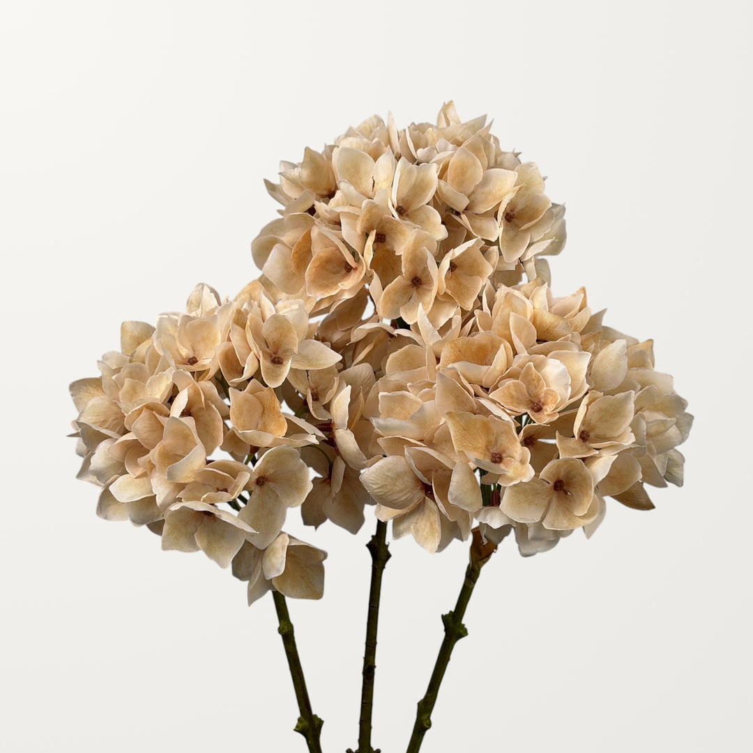 Mophead Hydrangea – Champagne - view 3