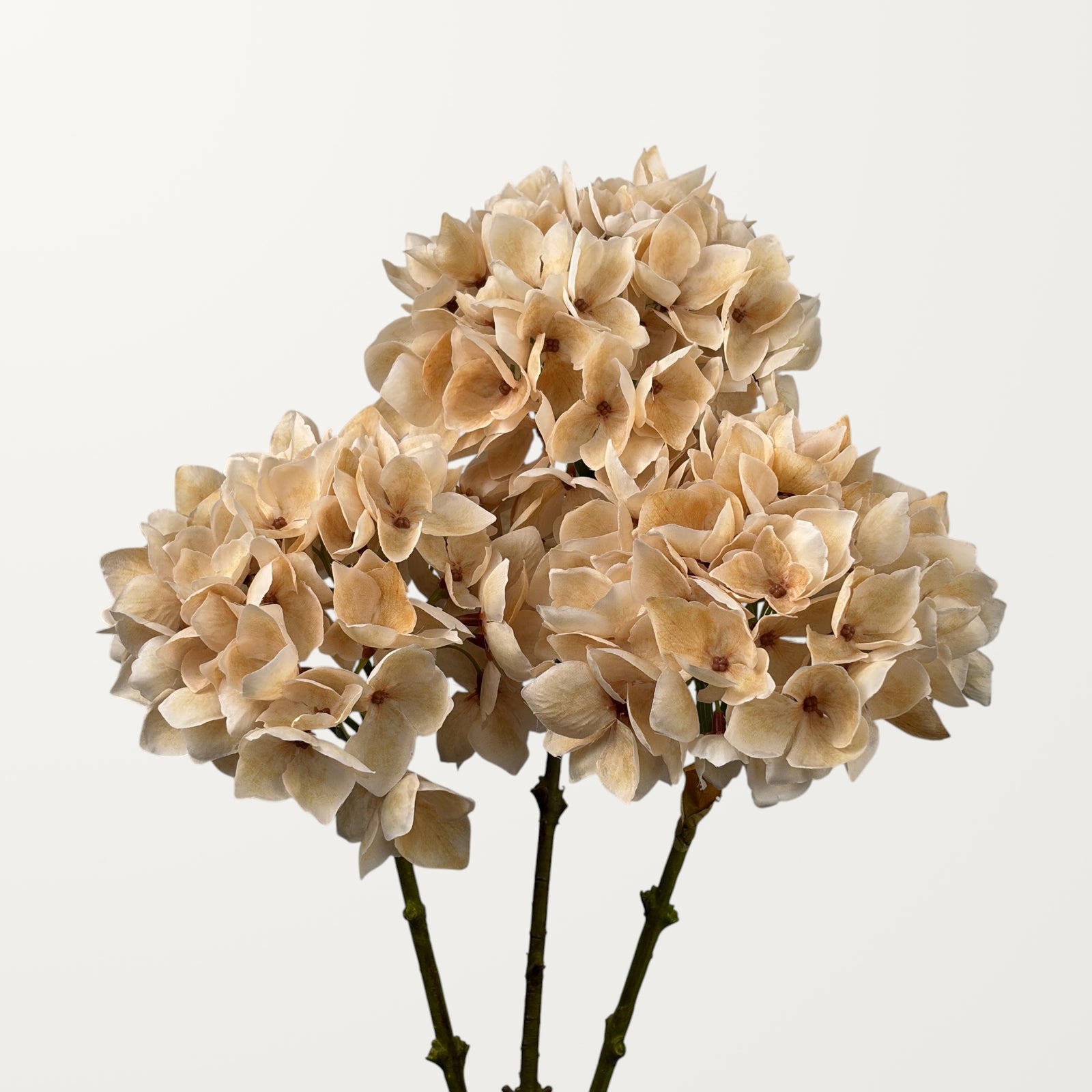 Mophead Hydrangea – Champagne - view 3