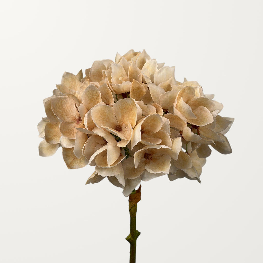 Mophead Hydrangea – Champagne