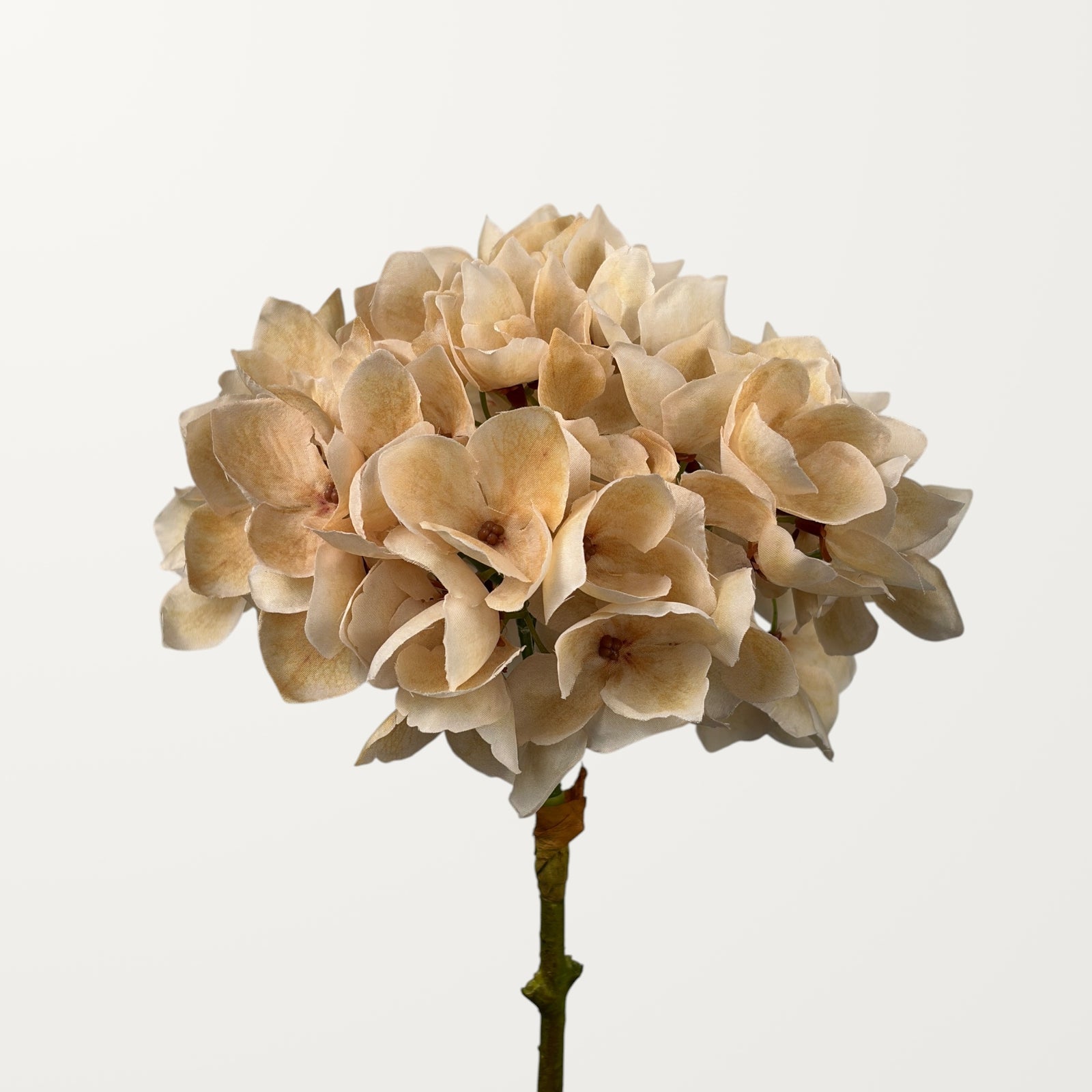 Mophead Hydrangea – Champagne
