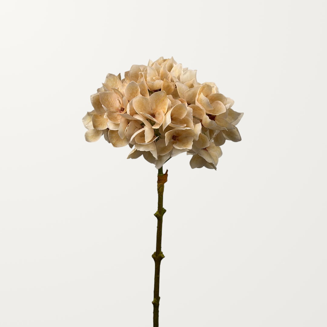 Mophead Hydrangea – Champagne - view 2