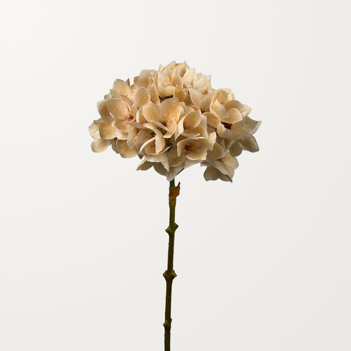 Mophead Hydrangea – Champagne - view 2