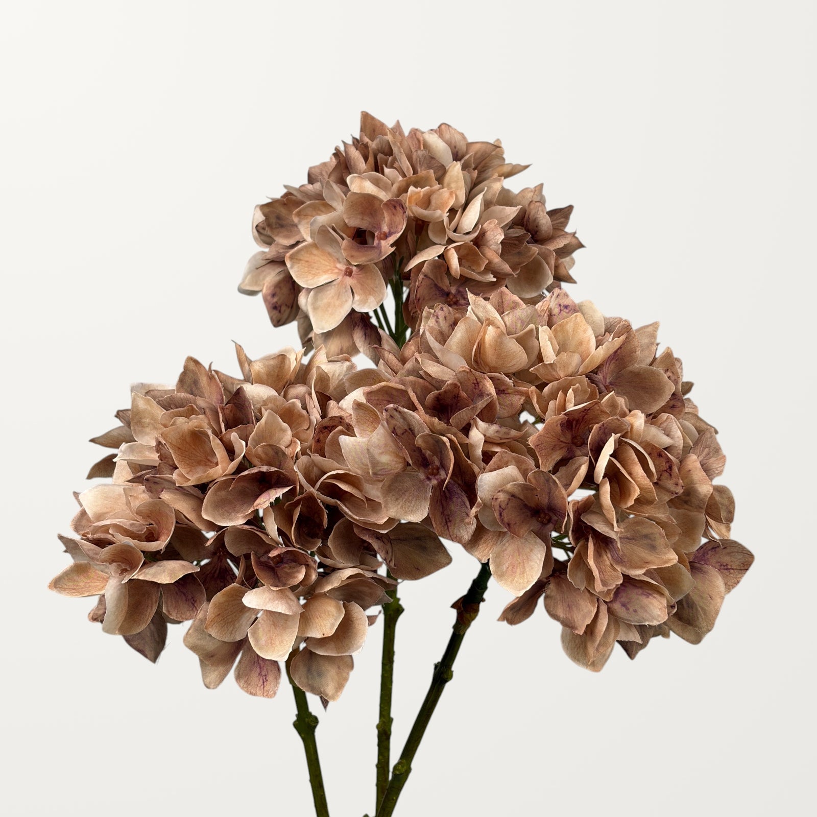 Mophead Hydrangea – Chestnut - view 3
