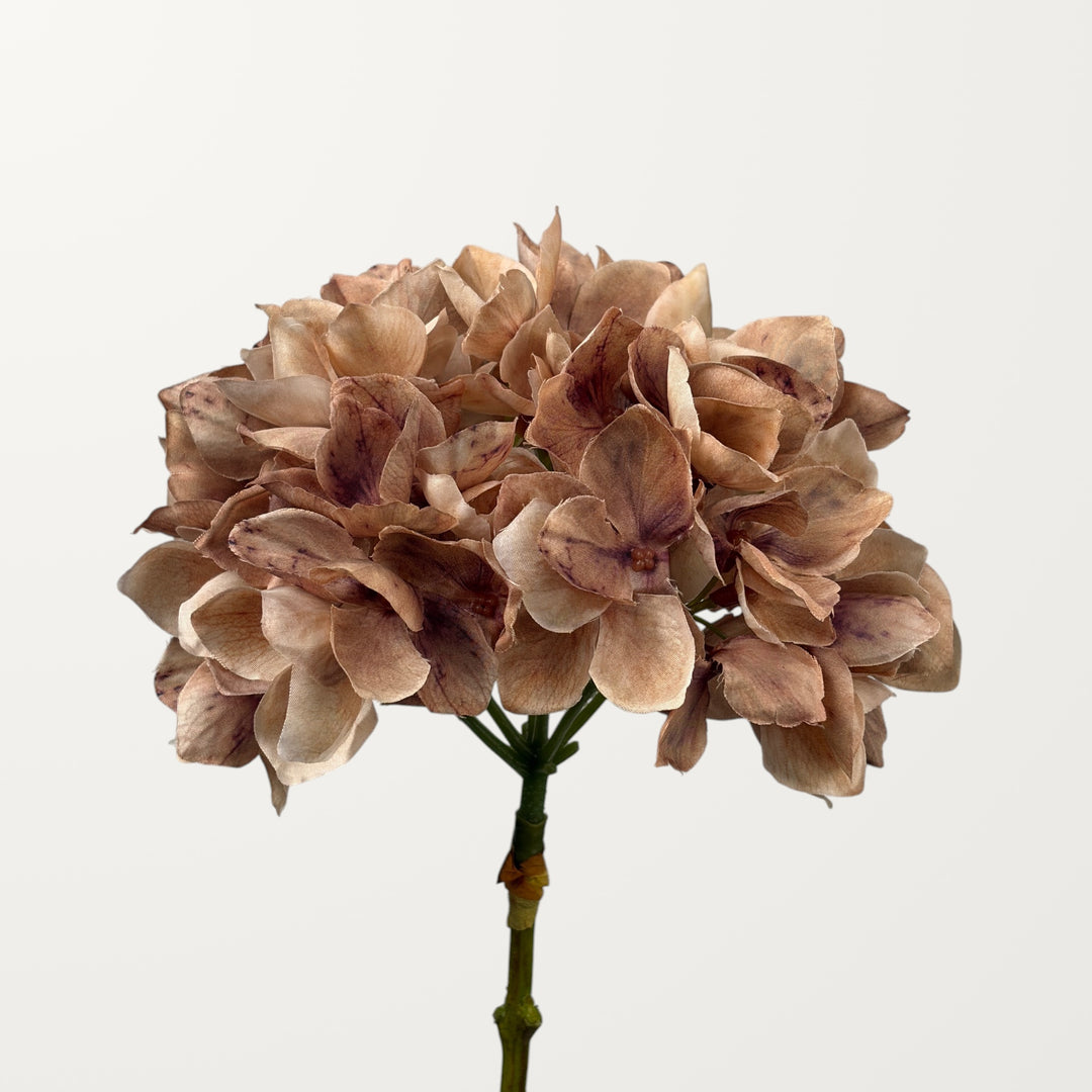 Mophead Hydrangea – Chestnut