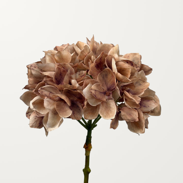 Mophead Hydrangea – Chestnut