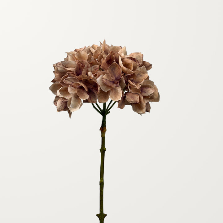 Mophead Hydrangea – Chestnut - view 2