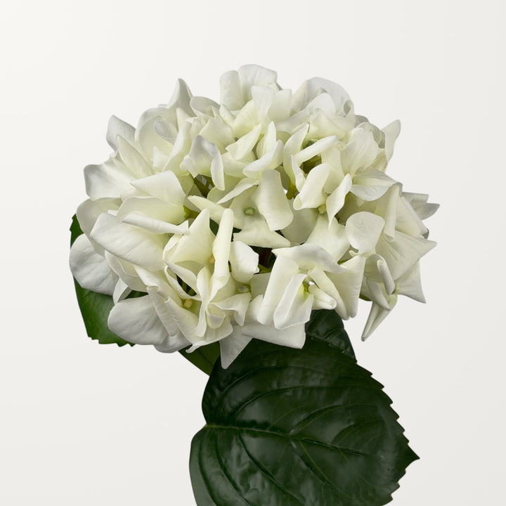 Curled Petal Hydrangea – White (Real Touch)