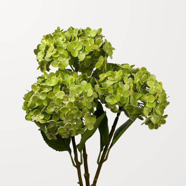 Annabelle Hydrangea – Spring Green (Real Touch) - view 3