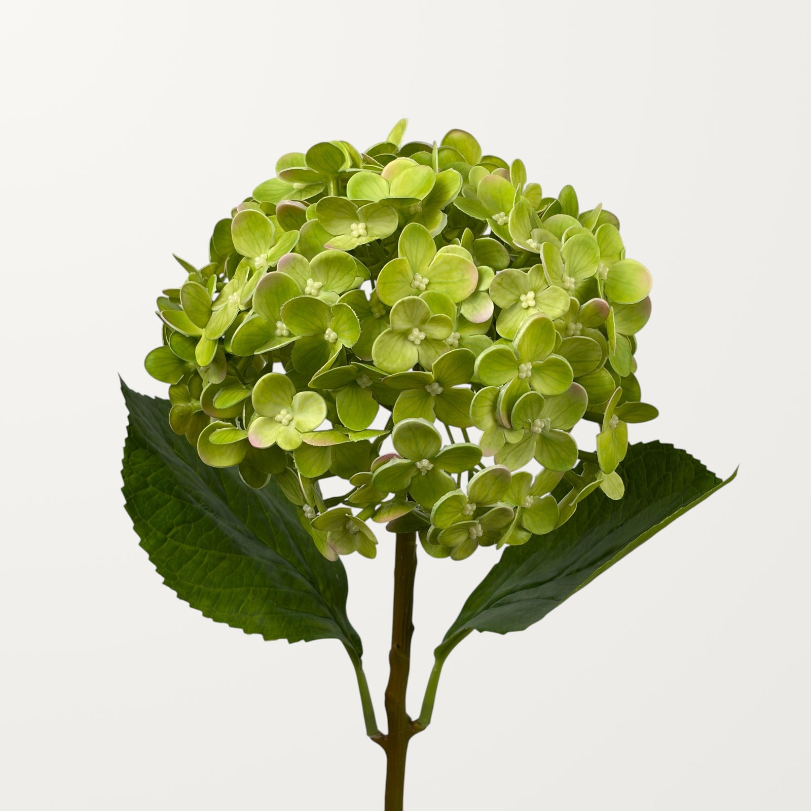 Annabelle Hydrangea – Spring Green (Real Touch)