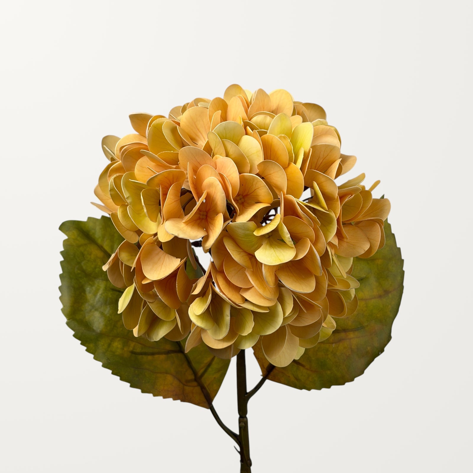 Antique Hydrangea – Champagne (Real Touch)
