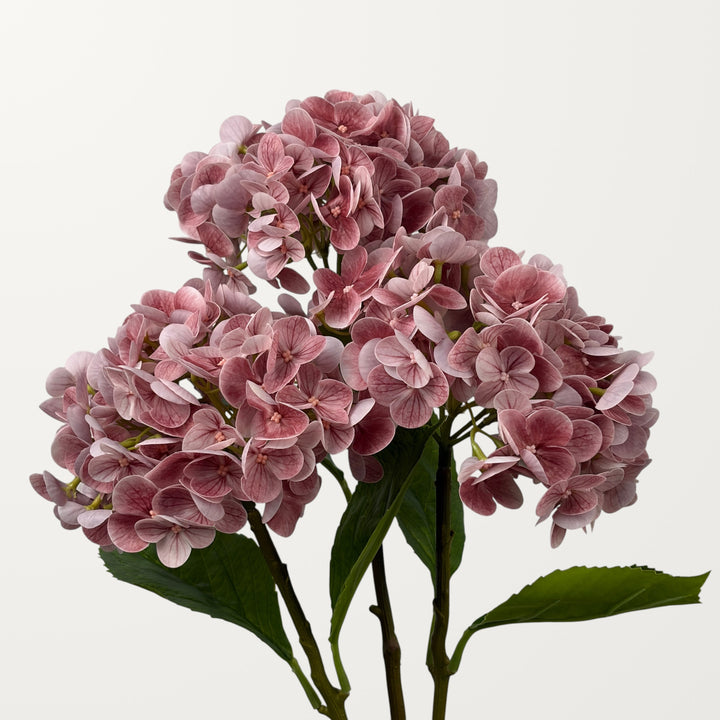 Lush Hydrangea – Dusty Pink (Real Touch) - view 3