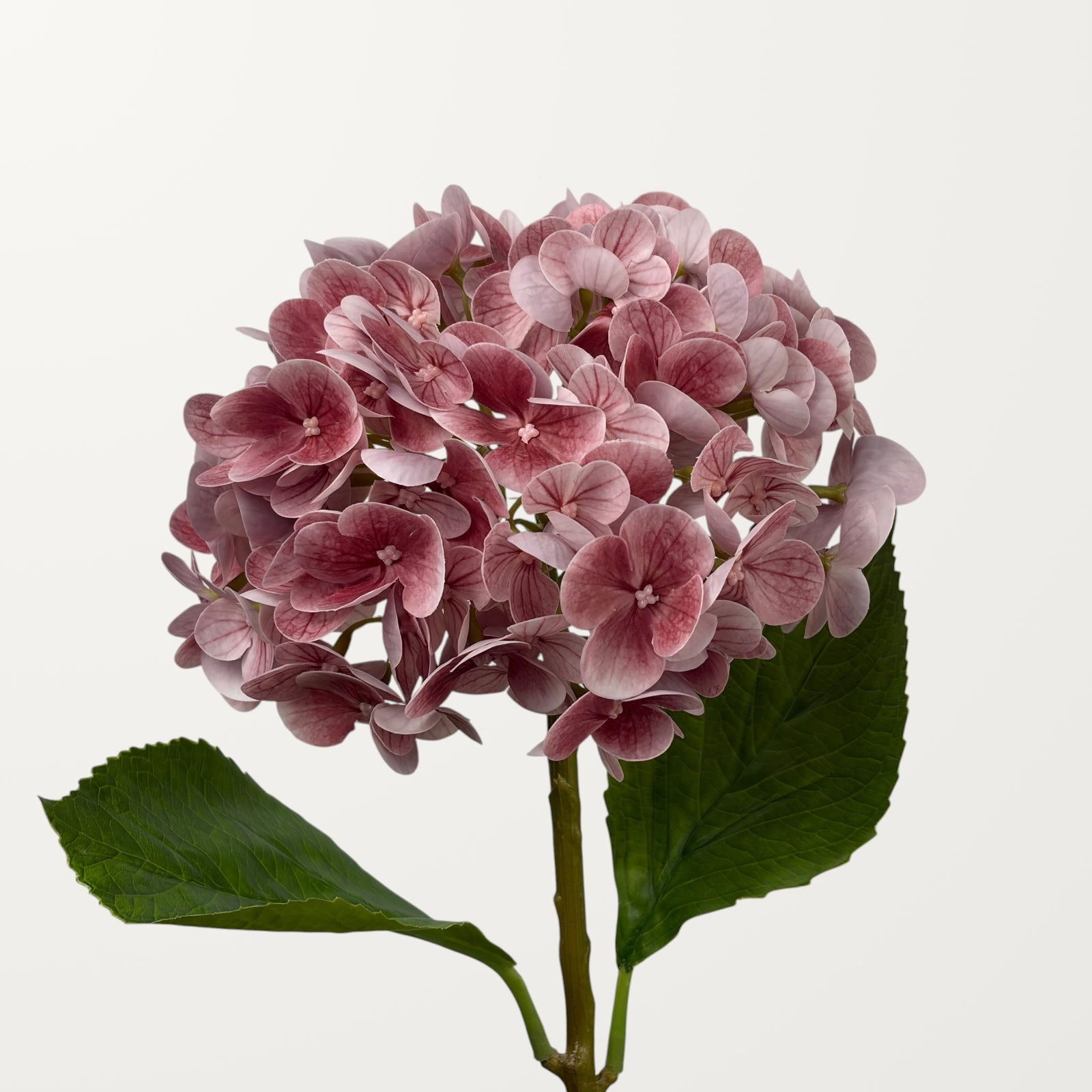 Lush Hydrangea – Dusty Pink (Real Touch)