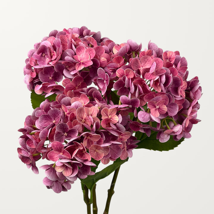 Lush Hydrangea – Magenta (Real Touch) - view 3