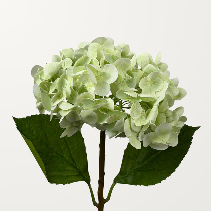Lush Hydrangea – Spring Green (Real Touch)