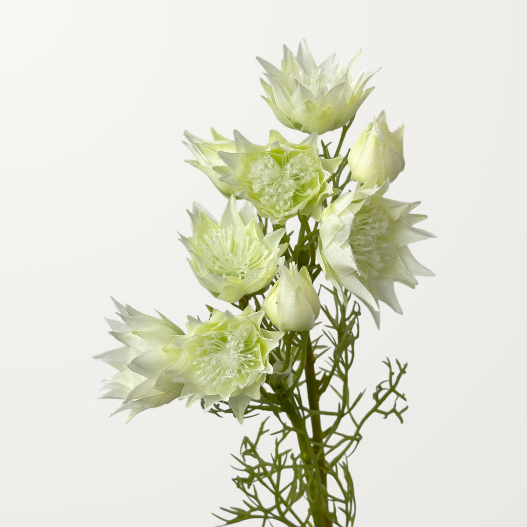Love-in-a-Mist – White - view 2