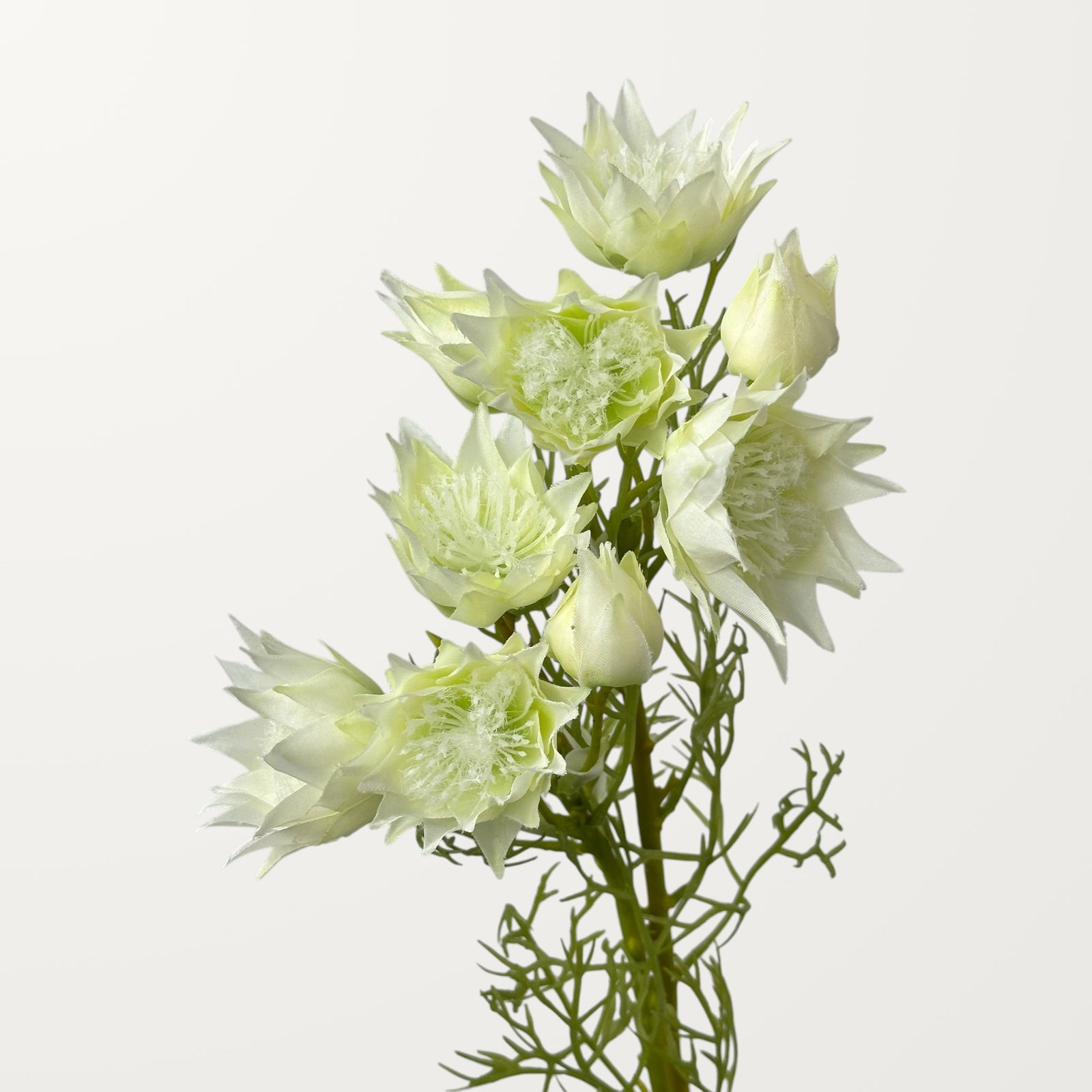 Love-in-a-Mist – White - view 2