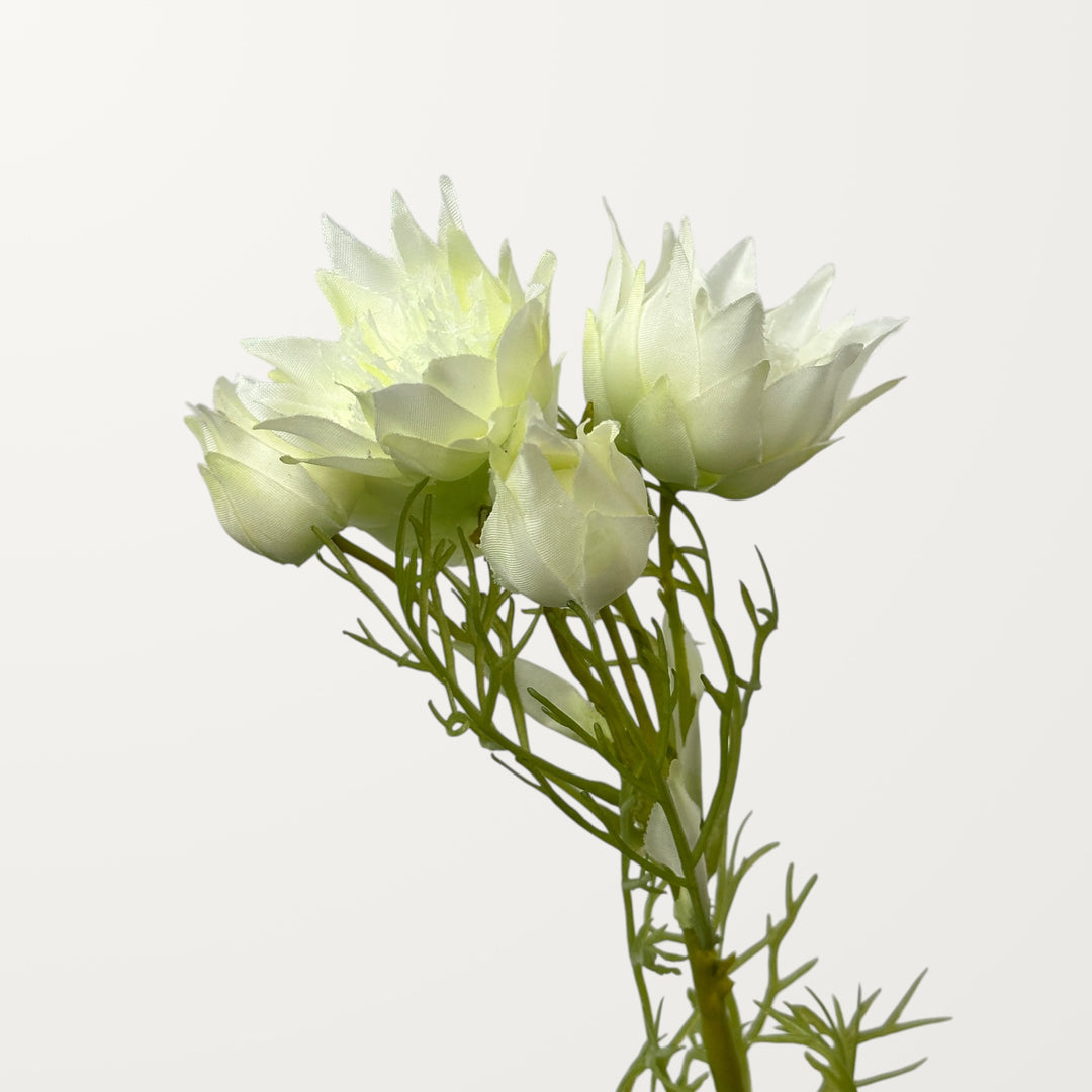 Love-in-a-Mist – White