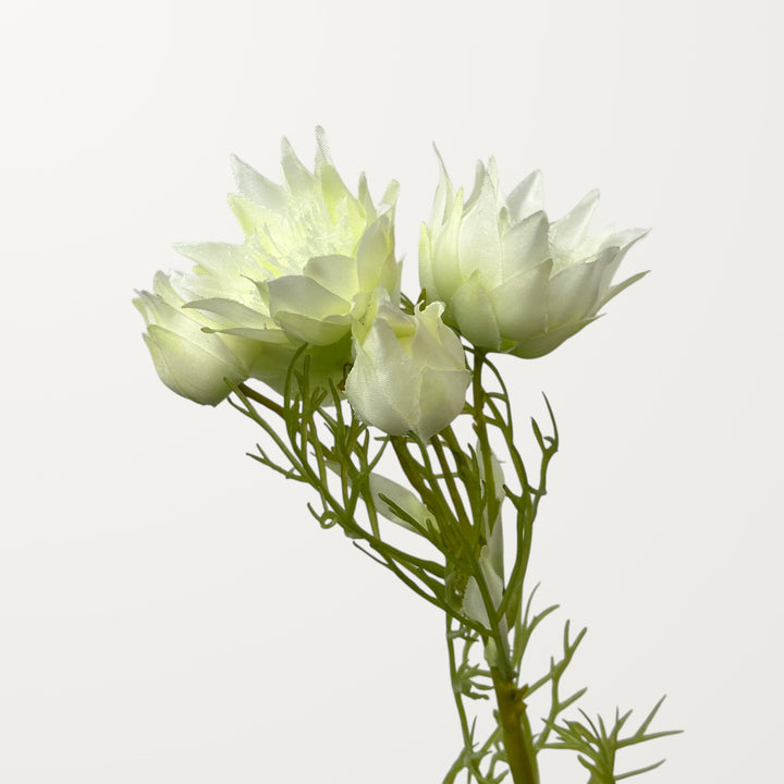Love-in-a-Mist – White