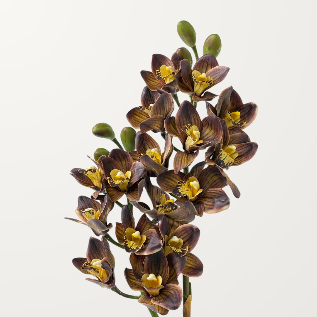 Orchid Cymbidium – Chestnut (Real Touch)