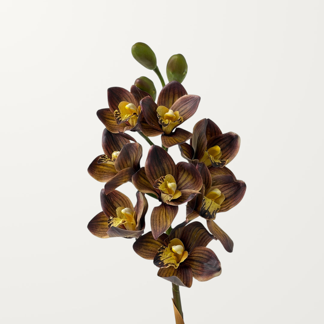 Orchid Cymbidium – Chestnut (Real Touch)