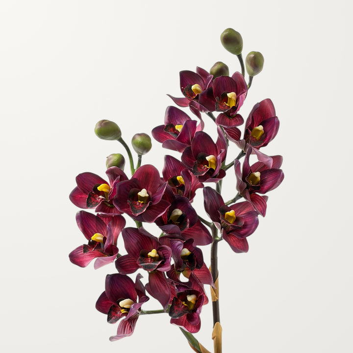 Orchid Cymbidium – Plum (Real Touch)