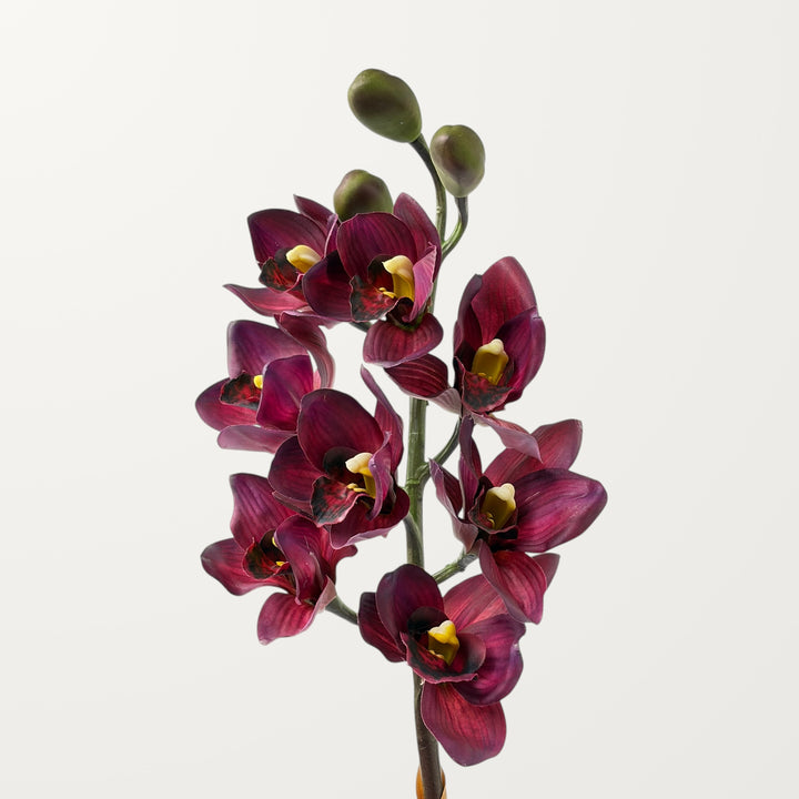 Orchid Cymbidium – Plum (Real Touch)