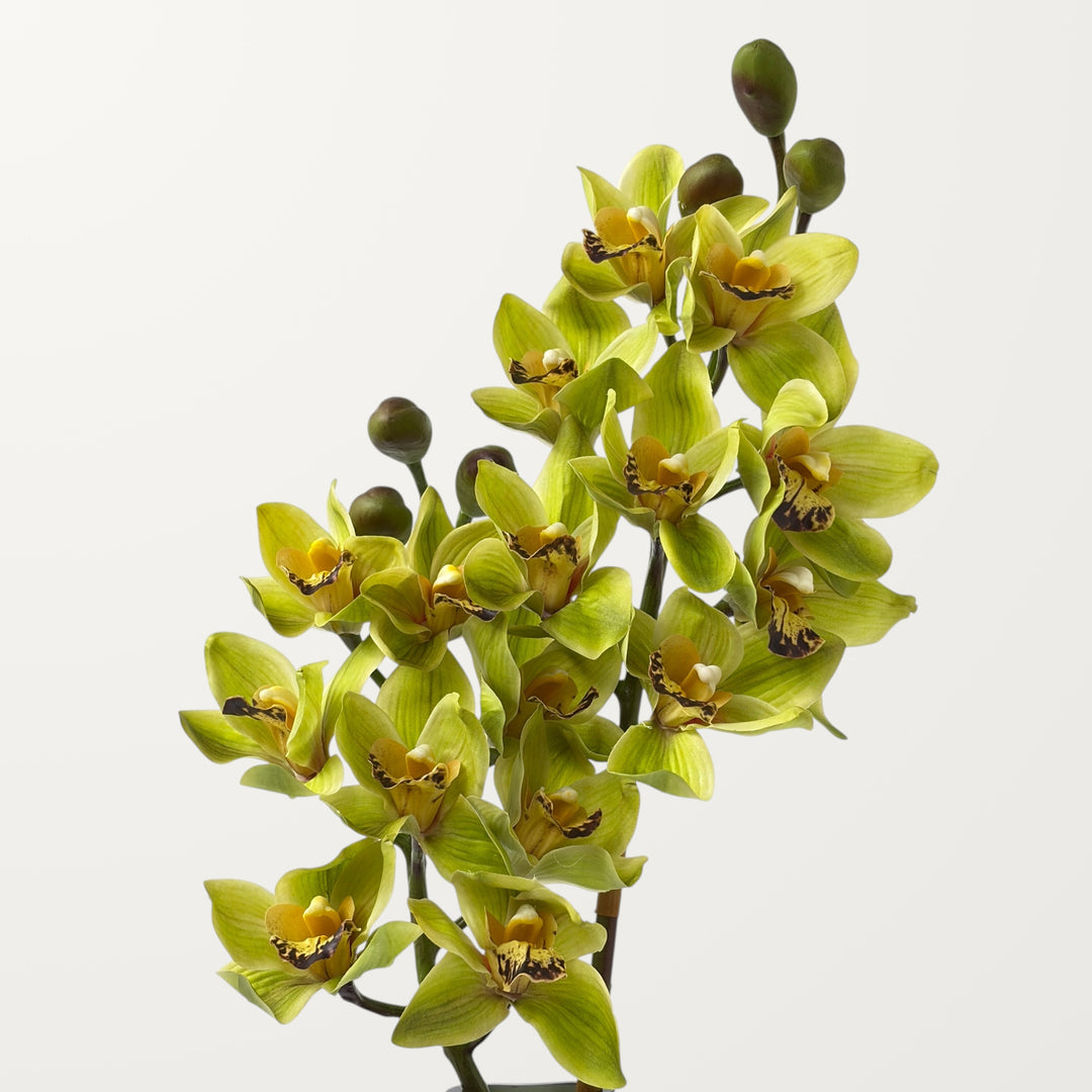 Orchid Cymbidium – Spring Green (Real Touch)