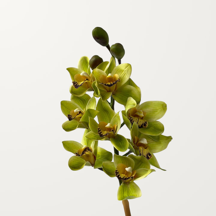 Orchid Cymbidium – Spring Green (Real Touch)