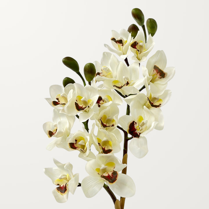 Orchid Cymbidium – White (Real Touch)